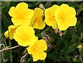 Common Rock-rose (Helianthemum nummularium)