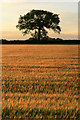SK4435 : Tree and Field by David Lally