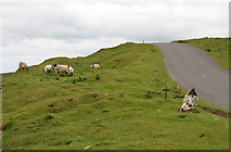 NY8709 : Sheep on the roadside by Helen Wilkinson