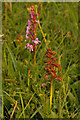SU7331 : Fragrant Orchid (Gymnadenia conopsea) and Frog Orchid (Dactylorhiza viridis) by Ian Capper