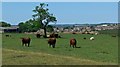 Farmland near Aerodrome Farm