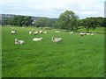 Pasture by Ringinglow Road