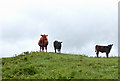 NU1306 : Cattle on a hillside north of Glantlees (2) by Andy F