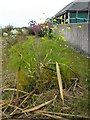 Fennel on Whitstable beach