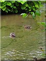 Ducks on the Mill Stream