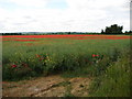 Red Fields from Stump Cross Hill