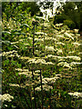 Cow Parsley next to the Hull to Withernsea Railway Trackbed