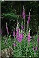 Foxgloves