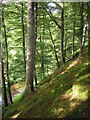 Beech Woods, Ellwyn Glen