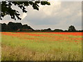 Poppy Field near Stump Cross Hill