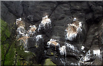 J4898 : Nesting Kittiwakes at The Gobbins by Rossographer
