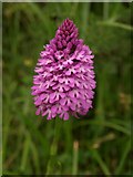 SX8771 : Pyramidal orchid, Aller Brook by Derek Harper