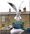 Gulls in close-up, Amble