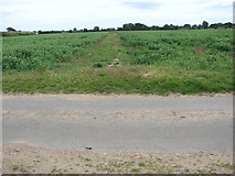 TM1686 : Path through a field of peas by Evelyn Simak