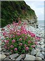 Flowers at Dams Bay