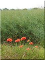 Poppies and oilseed rape, Bake Farm