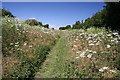 Line walk, Little Whelnetham