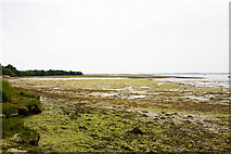 SZ7799 : Tidal salt marsh at Ella Nore by Peter Facey