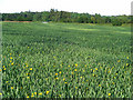 Wheat and Wild flowers