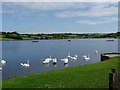 J1744 : Swans on the Corbet Lough near Banbridge by HENRY CLARK
