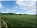 Field of wheat near Pilmuir