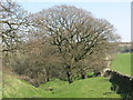 The north defensive ditch of Hadrian