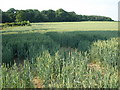 SX9199 : Wheat field, north of Brampford Speke by Roger Cornfoot