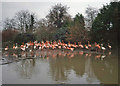 SO7204 : Flamingos at Slimbridge by Trevor Rickard