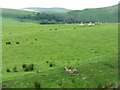 Pasture near Dalveen