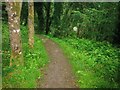 Footpath, Top Carpark, Colby Lodge - National Trust Gardens