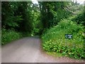 Road down to Colby Lodge - National Trust Gardens