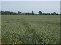 View over field to Erwarton