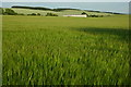 Cereal crops around Woolstone Hill Barn