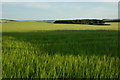 Barley field, Woolstone Hill