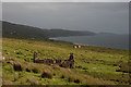 Grazing land to the north of Melvaig