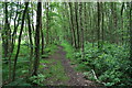 Woodland next to Pirbright Common