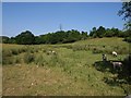 Sheep by Hackney Lane