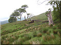 NN1201 : Old trees on the hillside above Succothmore by bill copland