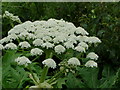 J0449 : Giant hogweed by HENRY CLARK