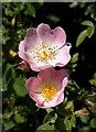 Wild roses, Hackney Lane