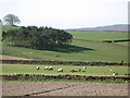 Farmland near Sillywrea Farm (3)