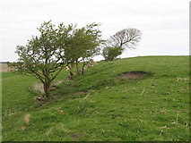NY6665 : Carvoran (Magna) Roman Fort - west boundary (2) by Mike Quinn