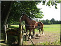 Shire horses at Sandy Meadow Farm