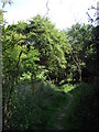 Footpath in Hatfield Forest