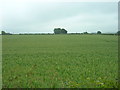 Farmland near Wetwang