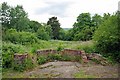 Ruined Hawthorn in Dunton Plotlands