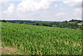 Cereal field, Tollhurst Farm, Blackham