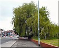 Willow Tree on Wellington Road North