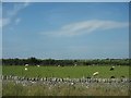 Grazing sheep alongside the A5 near Caergeiliog