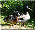 Mallard at Loch Oire.